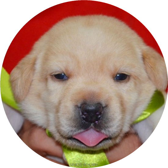 女の子(黄 母犬クリオ)(A child of マナスル & ) 女の子(黄 母犬クリオ)